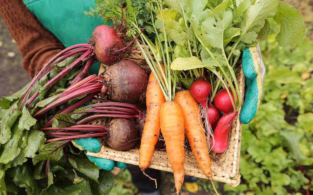 Fresh Vegetables